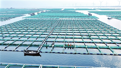 網箱海參收獲忙